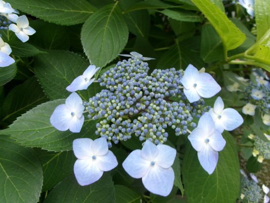 aji